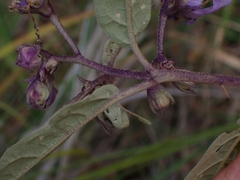 Solanum silvestre