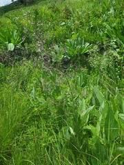 Afrotysonia glochidiata