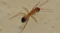 Camponotus baldaccii