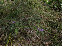 Solanum silvestre