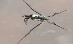 Rheumatobates hungerfordi