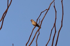 Crithagra atrogularis atrogularis