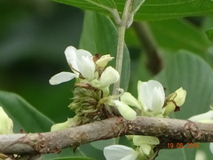 Dendrolobium triangulare