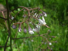 Afrotysonia glochidiata