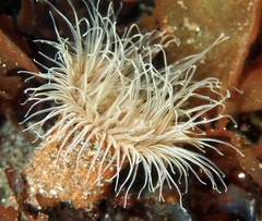 Sagartiogeton undatus
