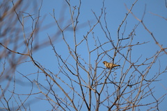 Crithagra atrogularis atrogularis