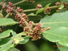Bridelia retusa