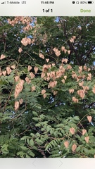 Koelreuteria paniculata