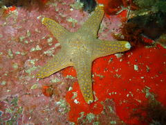 Callopatiria formosa