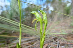 Pterostylis plumosa