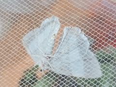 Opisthoxia miletia