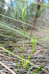 Pterostylis plumosa