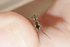 Rheumatobates hungerfordi