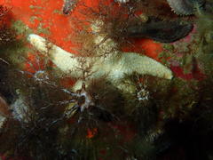 Callopatiria formosa