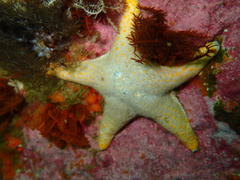 Callopatiria formosa