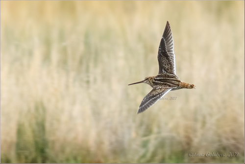 Common Snipe