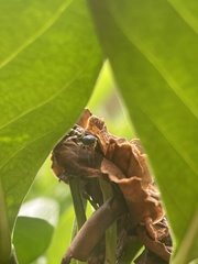 Cosmophasis