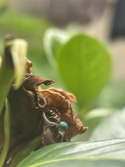Cosmophasis