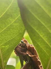 Cosmophasis