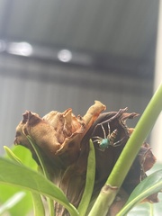 Cosmophasis