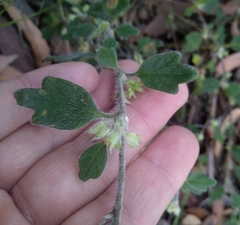 Xanthosia