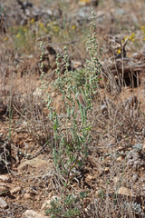 Chenopodium desiccatum