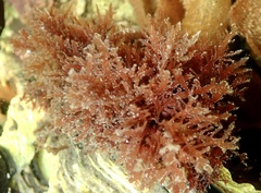 Gelidium vagum