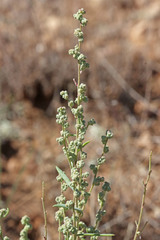 Chenopodium desiccatum
