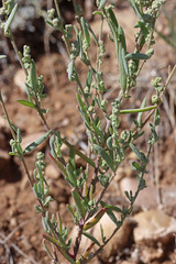 Chenopodium desiccatum