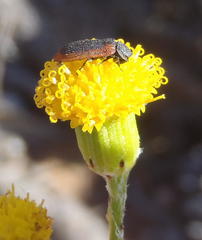 Senecio leptophyllus