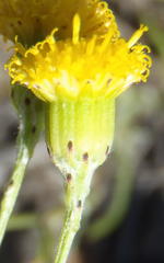 Senecio leptophyllus