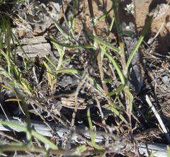 Senecio leptophyllus