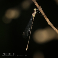 Orolestes octomaculatus