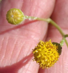 Senecio leptophyllus