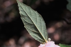 Seringia arborescens