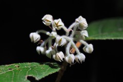 Seringia arborescens