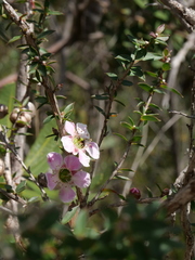 Leptospermum squarrosum