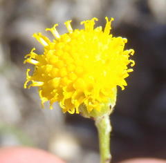 Senecio leptophyllus