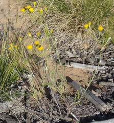 Senecio leptophyllus
