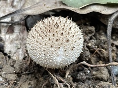 Lycoperdon bispinosum