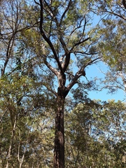 Eucalyptus