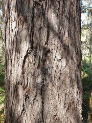 Eucalyptus