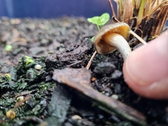 Psilocybe angulospora
