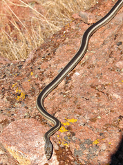 Masticophis taeniatus taeniatus