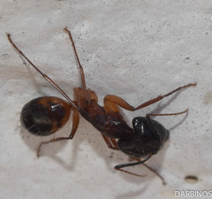 Camponotus sanctus
