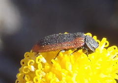 Melyris rufomarginata