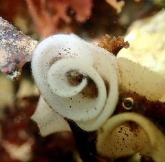 Goniodoris castanea