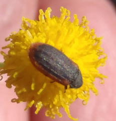 Melyris rufomarginata