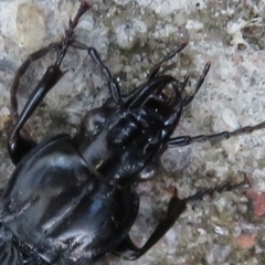 Pterostichus niger