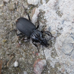Pterostichus niger